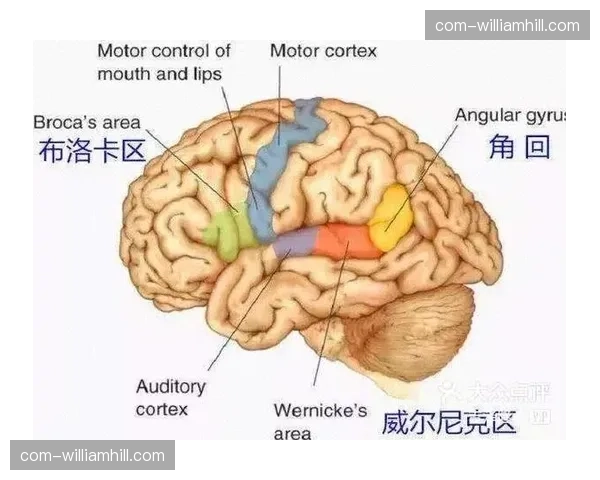 志愿服务链条与专业救护力量联动 形成极具效率的“黄金救治”矩阵